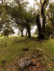 Fanal old Laurel trees