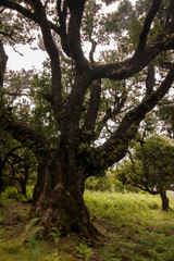 Fototapeta na wymiar Fanal old Laurel trees