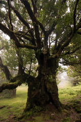 Fototapeta na wymiar Fanal old Laurel trees