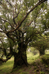 Fanal old Laurel trees