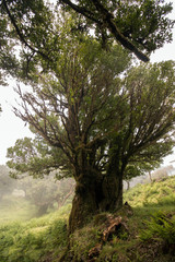 Fanal old Laurel trees