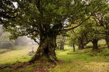 Fanal old Laurel trees