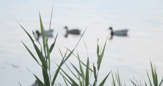 Papere in un lago