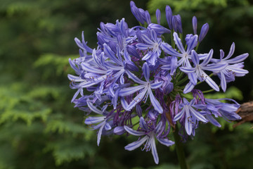 common agapanthus flower