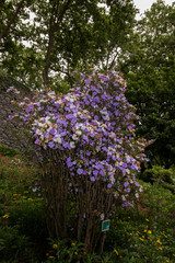 Obraz premium Brunfelsia pauciflora flower