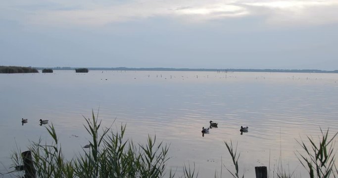 Papere in un lago