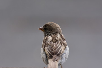 Spatz von hinten