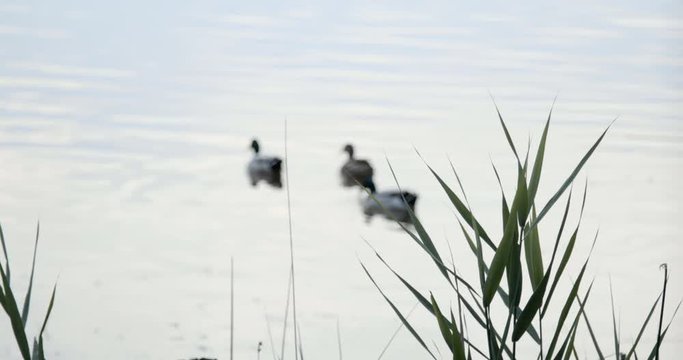 Papere in un lago