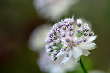 Zarte lila Blüte