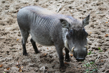  common warthog (Phacochoerus africanus)