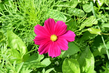 Fototapeta premium Blume