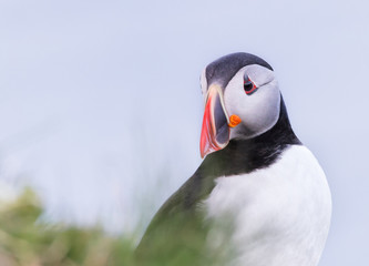 Papageitaucher aus Island