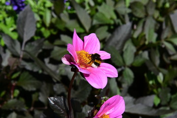 Obraz premium Hummel uf Blüte