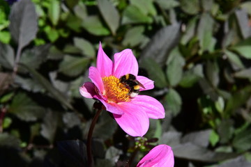 Obraz premium Hummel auf Blüte