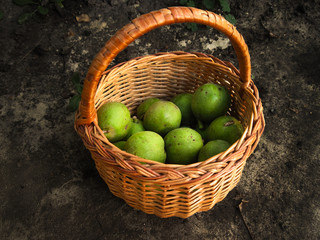 Fall harvest of fruits in pottle. Brown basket with many green walnuts