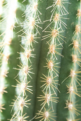 Cactus close-up. Home indoor plants with thorns. A succulent