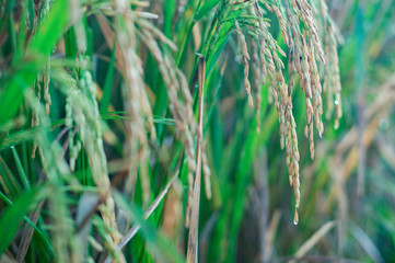 Rice after the rain