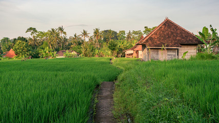 Fototapeta na wymiar The pathway to the rural house on rice field