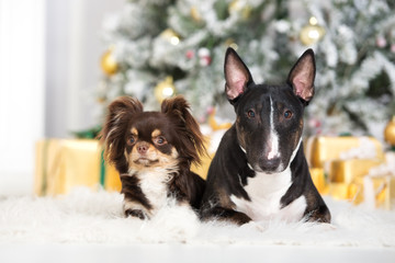 adorable chihuahua and bull terrier dogs lying down next to a Christmas tree