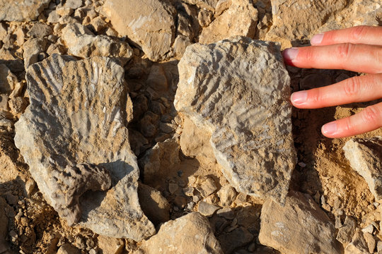 Two fossil stones on the rock.