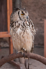 Horned Owl bird
