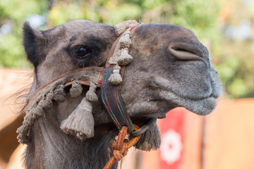 Camel head in medieval festival