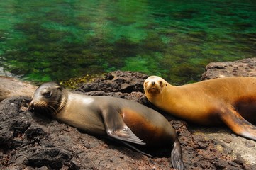two cute sleeping and basking sea lions looking surprised and disturbed at the camera' with...