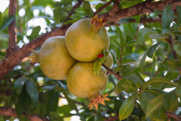 Pomegranate fruit in tree