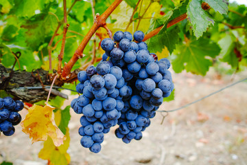 Ripe red wine grape ready to harvest