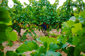 Vineyard in Domaine de Maguelone near Montpellier, South France, red wine grape