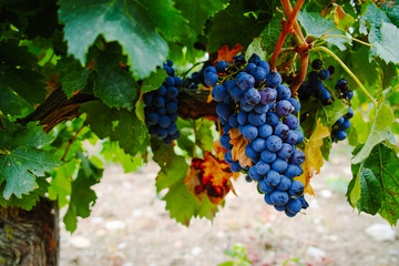 Ripe red wine grape ready to harvest