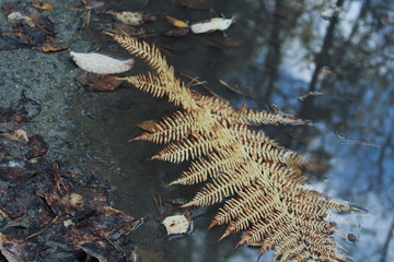 Yellow fern leaf in a puddle