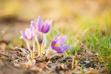 Wild Young Pasqueflower In Early Spring. Flowers Pulsatilla Patens