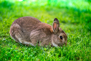 Macro shot of brown bunny eating grass in the middle of meadow in the countryside on sunny spring day on a colorful background. Easter is coming, cute rabbit. long ears. Looking for Easter eggs