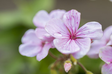 Fototapeta premium Pink flower of Geranium, Pelargonium x hortorum L.H.Bail (Geraniaceae)