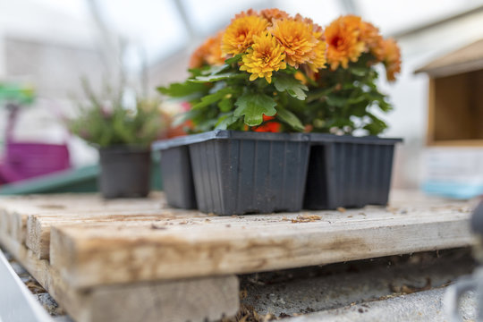 Dwarf yellow and orange chrysanthemum flowers growing on wooden base in a traditional English potting shed or green house shot from a below angle
