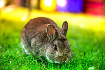 Macro shot of brown bunny eating grass in the middle of meadow in the countryside on sunny spring day on a colorful background. Easter is coming, cute rabbit. long ears. Looking for Easter eggs