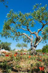 Big and old ancient olive tree in the olive garden in Mediterran