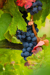 Ripe red wine grape, new harvest