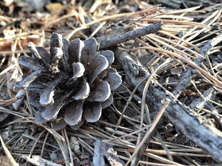 pine cone on ground in a forest during autumn