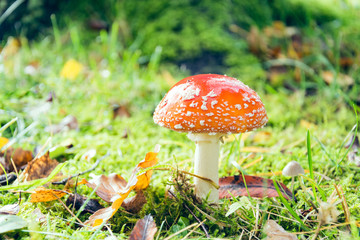 toadstool in autumn