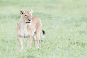 Fototapeta na wymiar Lioness (Panthera leo) standing in savannah, Masai Mara, Kenya