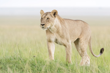 Fototapeta na wymiar Lion (Panthera leo) standing in savannah, Masai Mara, Kenya