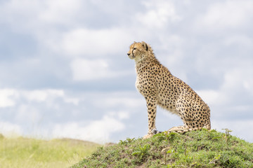 Cheetah (Acinonix jubatus) sitting on termite hill looking over savanna, Masai Mara, Kenya