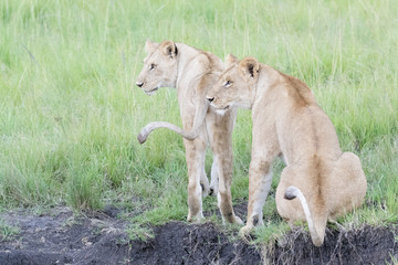 Two Lions (Panthera leo) sitting together in savannah, Masai Mara, Kenya