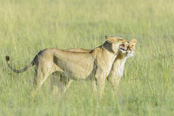 Obraz na płótnie Canvas Lions (Panthera leo) greeting in savannah, Masai Mara, Kenya