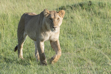 Lioness (Panthera leo) walking in savannah with backlight, Masai Mara, Kenya