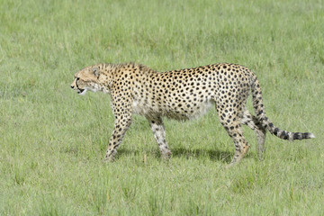 Cheetah (Acinonix jubatus) walking on savanna, Masai Mara, Kenya