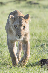 Lioness (Panthera leo) walking in savannah with backlight, Masai Mara, Kenya