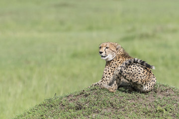 Fototapeta na wymiar Cheetah (Acinonix jubatus) lying down on termite hill, Masai Mara, Kenya